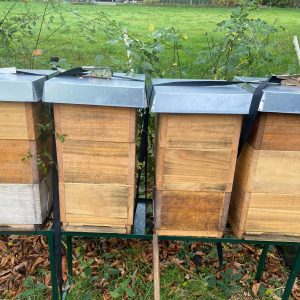 Bienenvolk mit Bienenkönigin